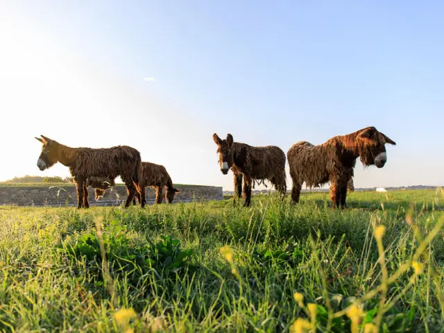 Quatre baudets du Poitou broutent dans une prairie verdoyante sous un ciel dégagé.