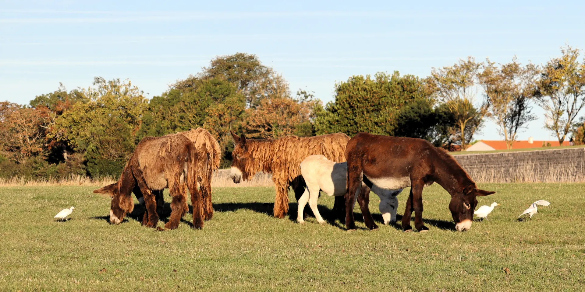 Baudets du Poitou pâturent dans une prairie de l'île de Ré.