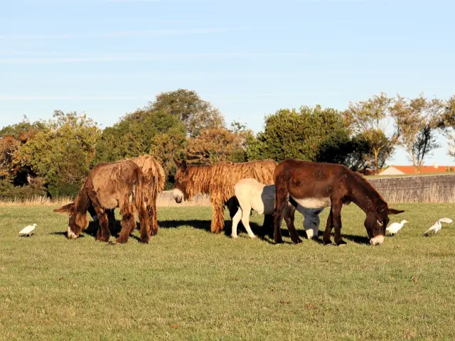 Baudets du Poitou pâturent dans une prairie de l'île de Ré.