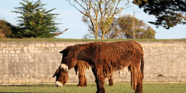 Un baudet du Poitou pâture dans une prairie de l'île de Ré.