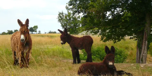 Un baudet du Poitou et deux ânons se reposent dans une prairie de l'île de Ré.