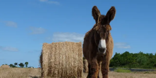 Un baudet du Poitou se tient dans une prairie de l'île de Ré, près d'une botte de paille.