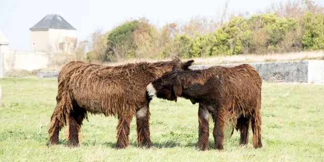 Deux baudets du Poitou se touchent le museau dans une prairie de Saint-Martin-de-Ré.