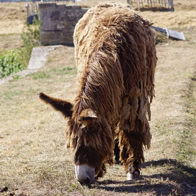 Un baudet du Poitou broute dans une prairie à Saint-Martin-de-Ré.